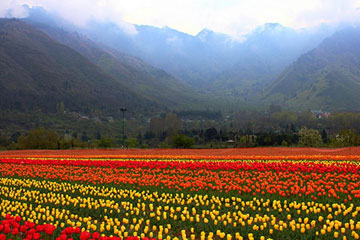 Pahalgam - Srinagar