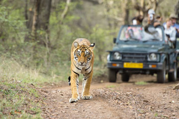 Jim Corbett Wildlife Tour Package